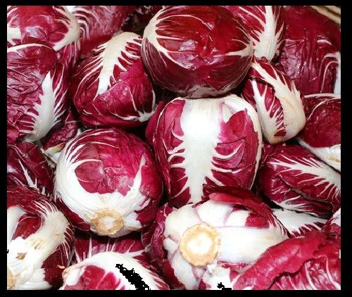 Radicchio Seeds - 5,000 Bulk Seeds - Rouge De Verona Red Chicory - Cichorium intybus