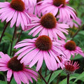 Large Live Echinacea Plant, Sweet Pow Wow Variety, Well Rooted, 3 Years Old, Pollen Nectar