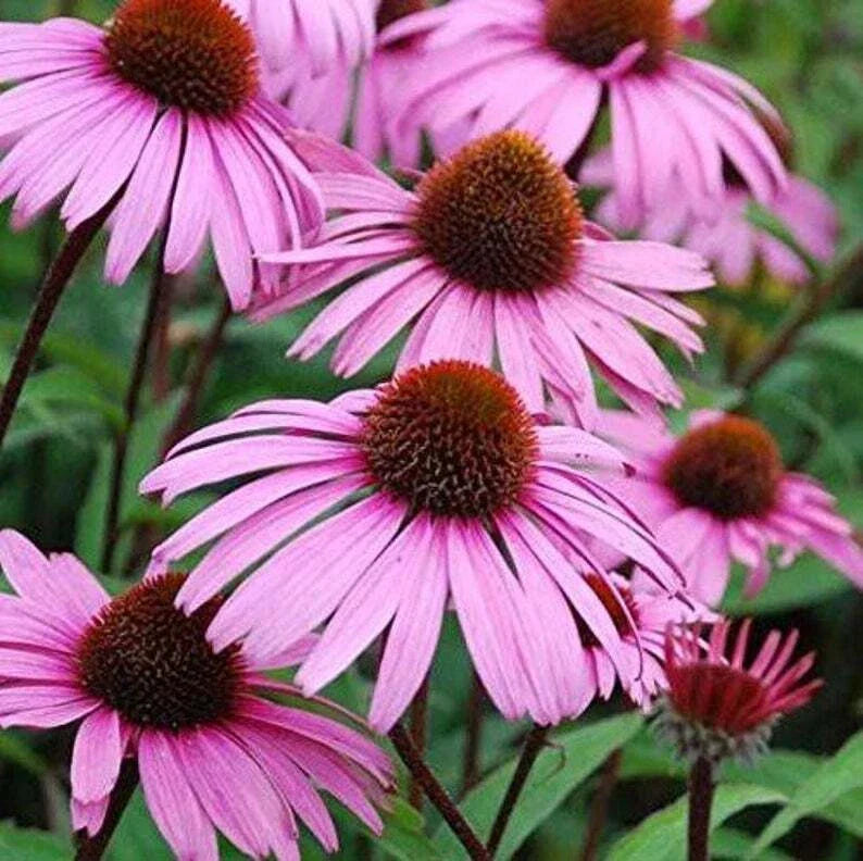 Large Live Echinacea Plant, Sweet Pow Wow Variety, Well Rooted, 3 Years Old, Pollen Nectar