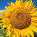Giant Yellow Sunflower Seeds 50pcs - Competition Beauty - Helianthus annuus