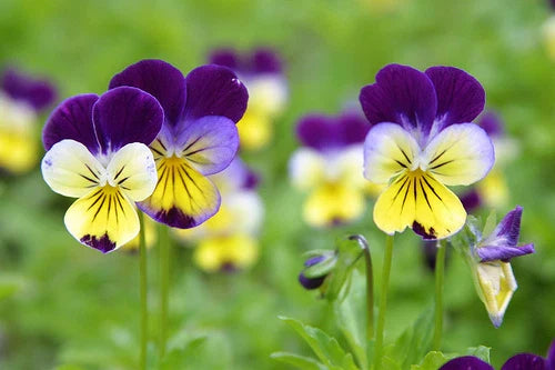 Viola Johnny Jump Up Plant - Colorful Perennial Flowering Plant (Viola tricolor)