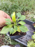 Live Pepper Plant - 30-45 Days Old - Super Chile Chiltepin - Capsicum annuum