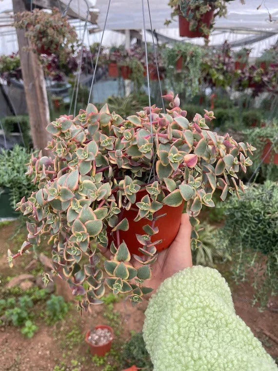 Crassula Marginalis Rubra 'Variegata' Calico Kitten Succulent Cuttings - 3 Healthy Pieces for Plant Lovers