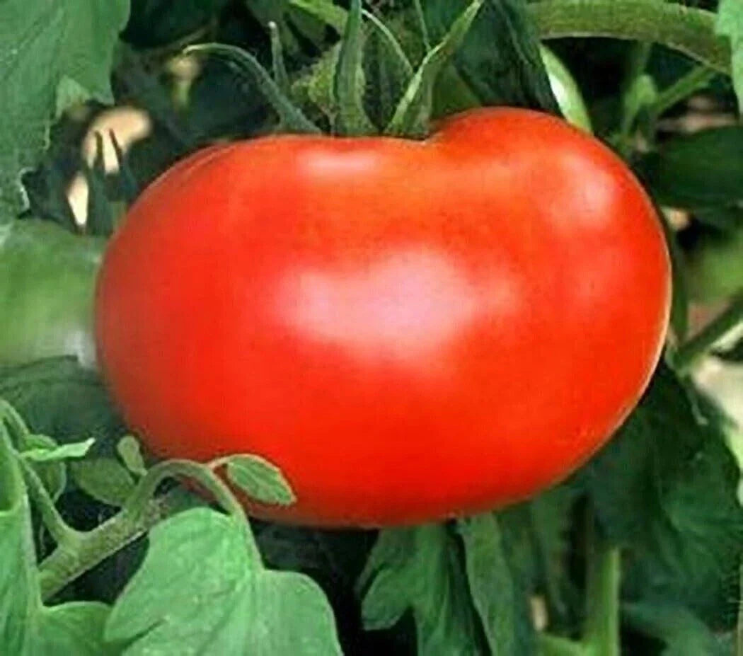 Burpee's Big Boy Tomato Seeds - 120+ Organic Non-GMO Hybrid Seeds - Solanum lycopersicum
