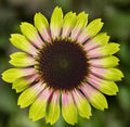 Echinacea Prairie Blaze Vintage Lime Live Perennial Plant Plug, Echinacea purpurea, Pink and Lime Green Flowers
