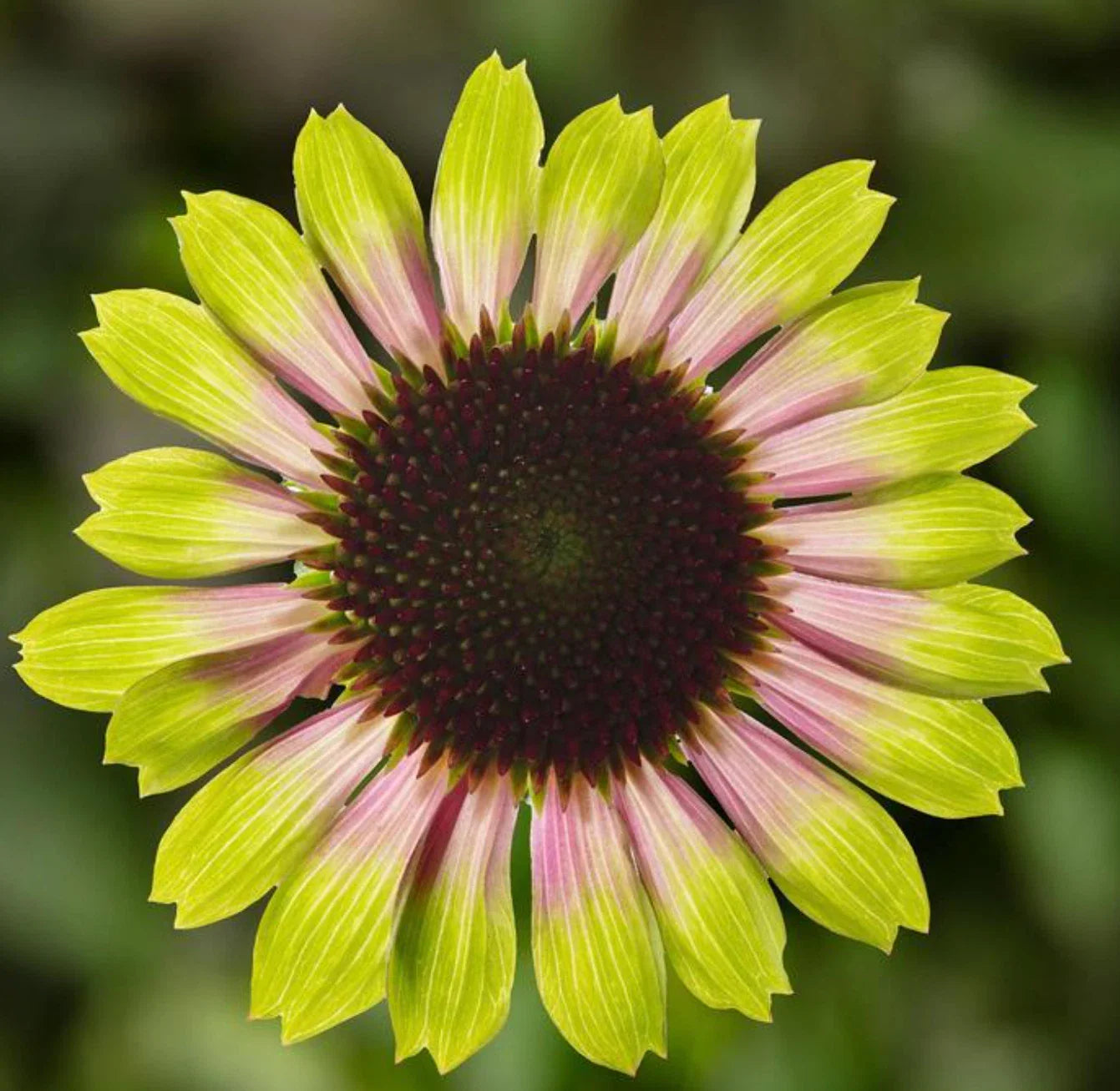 Echinacea Prairie Blaze Vintage Lime Live Perennial Plant Plug, Echinacea purpurea, Pink and Lime Green Flowers
