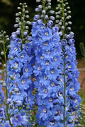 Delphinium Seeds - 200+ Pack - Sunny Skies Variety - Delphinium elatum - Garden Planting - USA