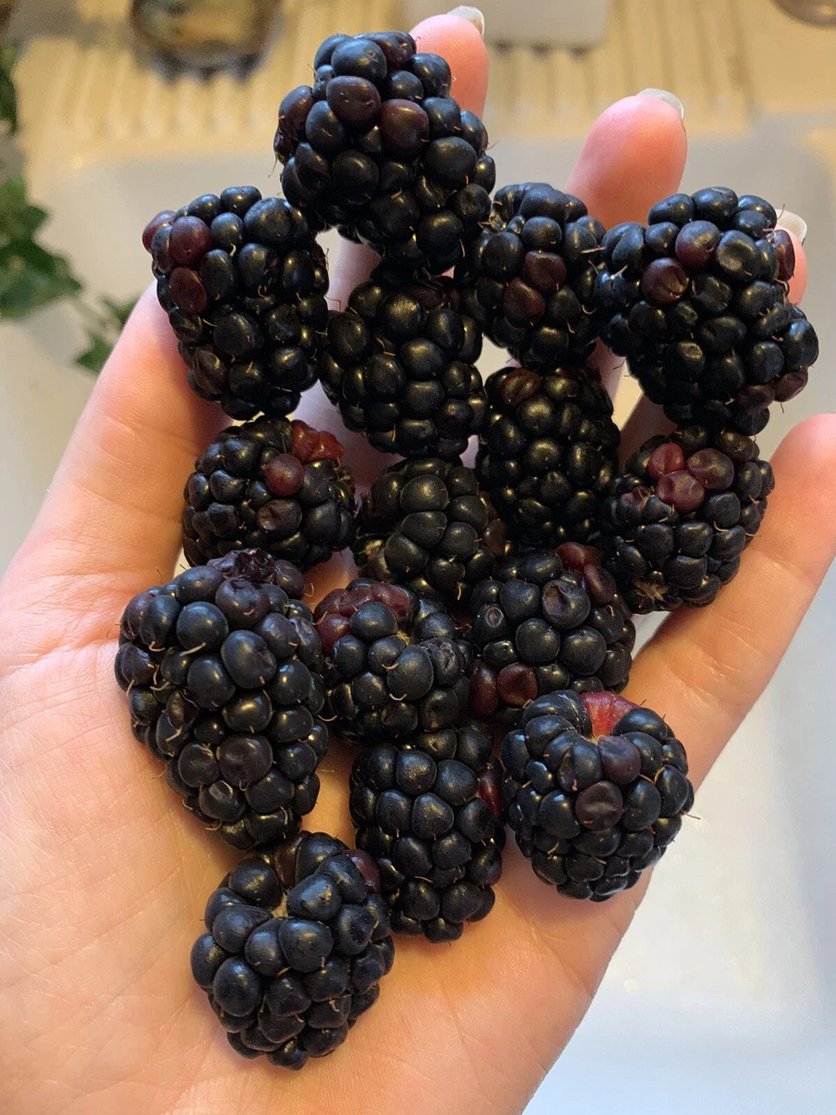 Blackberry Seeds - 100 Organic Edible Berry Seeds - Homegrown Garden Vine - Rubus fruticosus - USA