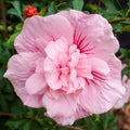 Double Light Pink Hibiscus Seeds - 20 Perennial Flower Seeds - Hibiscus rosa-sinensis