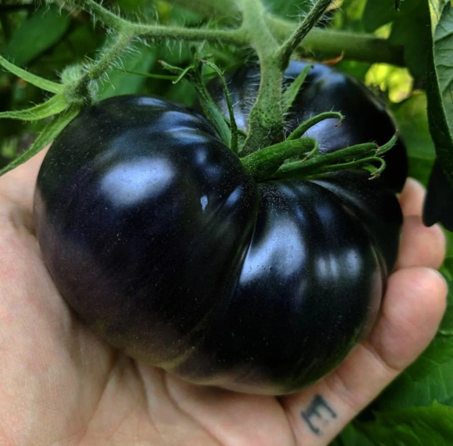 Black Sea Man Tomato Seeds - 10+ Heirloom Organic - RARE Heirloom Variety - Solanum lycopersicum