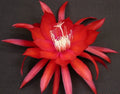 Epiphyllum Orchid Cactus Cutting - Cosmic Queen Variety - Don's Cuttings SEPT/3