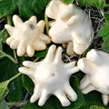 Yugoslavian Finger Squash Seeds - Fresh Heirloom Seeds for Home Gardening - Cucurbita pepo
