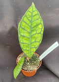Hoya Callistophylla 'Short Leaf' Rooted Plant 2.5" Pot