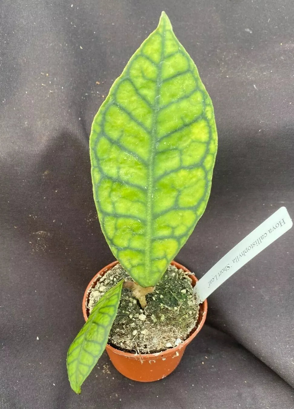 Hoya Callistophylla 'Short Leaf' Rooted Plant 2.5" Pot