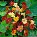 Nasturtium Seeds - 50+ Double Gleam Mix - Garden Planting - Tropaeolum majus - USA - Fast Shipping