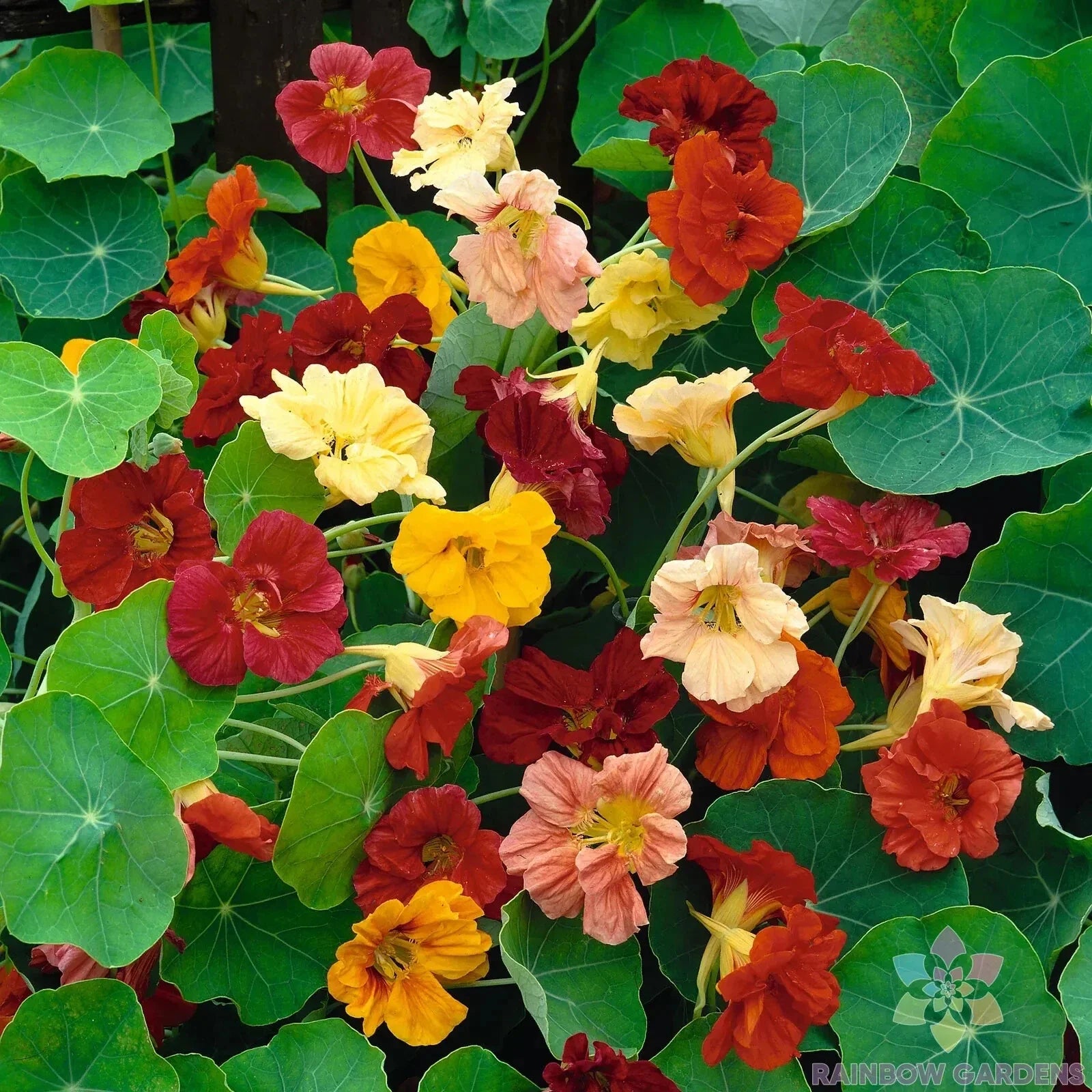 Nasturtium Seeds - 50+ Double Gleam Mix - Garden Planting - Tropaeolum majus - USA - Fast Shipping