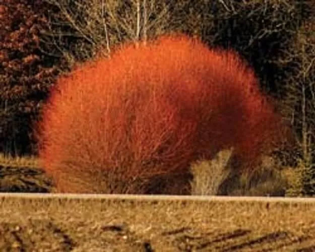 Red Flame Willow Trees - 3 Gallon - Stunning Red Foliage - Salix purpurea