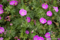 25+ Sanguineum Geranium Seeds | Bloody Cranesbill | Perennial Flower Seeds | Ideal for Garden Planting