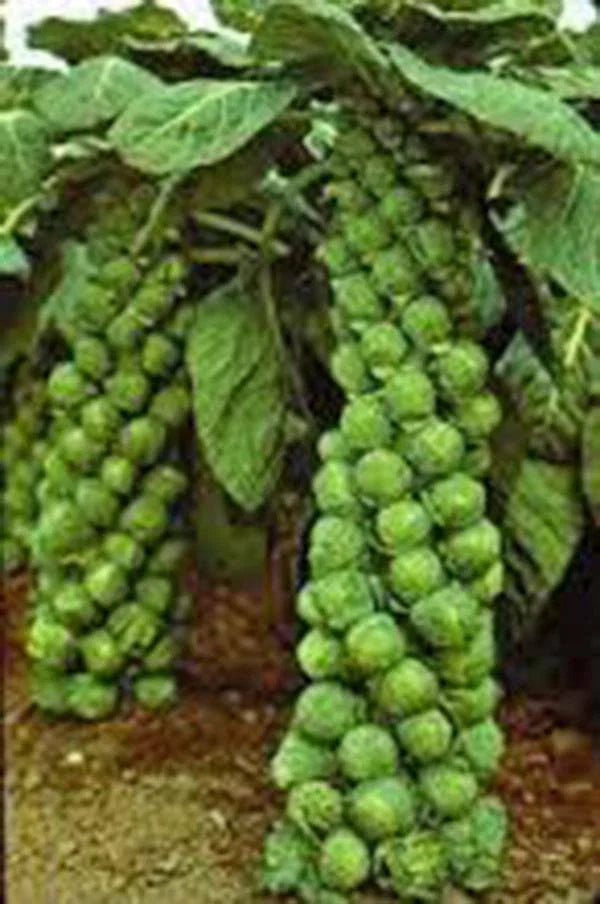 Brussel Sprout Seeds, 100 Seeds, Catskill Heirloom, Non-GMO, Organic Vegetable Seeds, Brassica oleracea var. gemmifera