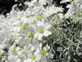 Snow In Summer Seeds - 200+ White Flower Perennial Ground Cover - Cerastium