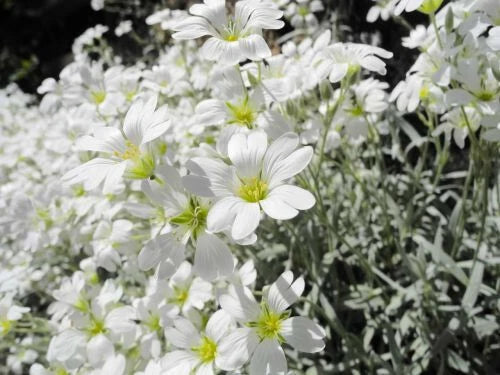 Snow In Summer Seeds - 200+ White Flower Perennial Ground Cover - Cerastium