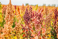 Rainbow Quinoa Seeds for Planting - 500 Seeds - Brightest Variety - Chenopodium quinoa
