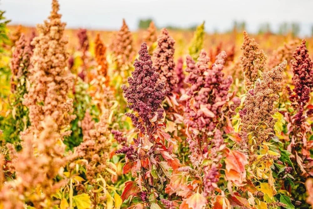Rainbow Quinoa Seeds for Planting - 500 Seeds - Brightest Variety - Chenopodium quinoa