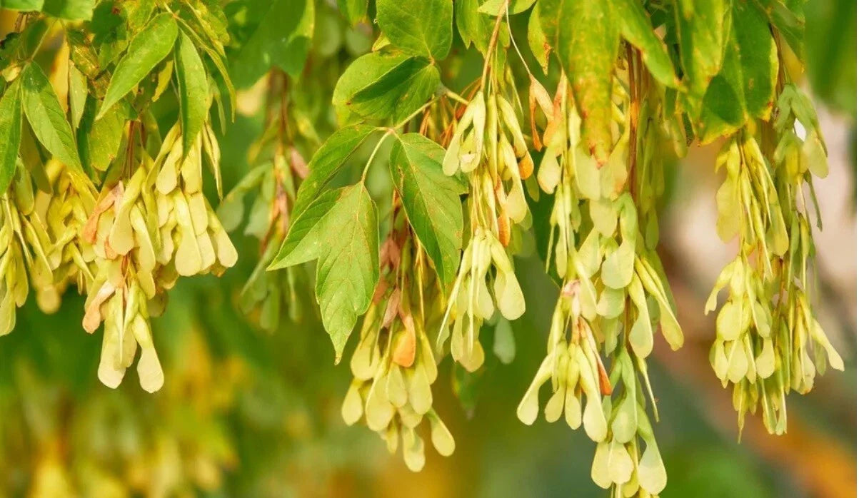 Live BoxElder Maple Tree - Well Rooted Plant - Acer negundo