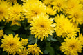 Yellow Chrysanthemum Live Plant, Perennial, Good Rooting System, No Blooms, Chrysanthemum morifolium