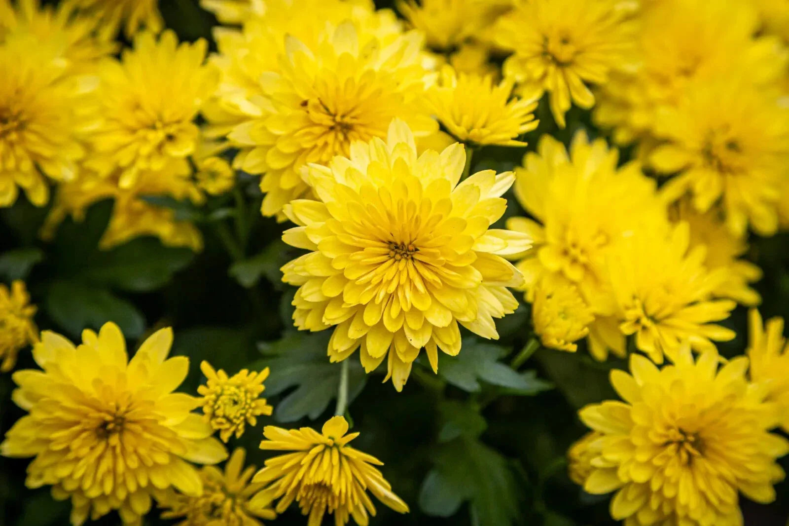 Yellow Chrysanthemum Live Plant, Perennial, Good Rooting System, No Blooms, Chrysanthemum morifolium