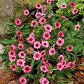 Potentilla Miss Wilmott Seeds - 5000 Seeds - Bright Pink Flowers with Red Centers - Herbaceous Perennial - Potentilla