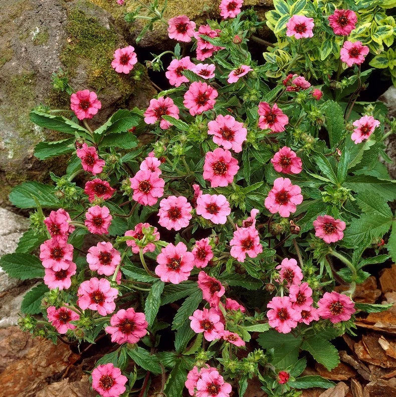 Potentilla Miss Wilmott Seeds - 5000 Seeds - Bright Pink Flowers with Red Centers - Herbaceous Perennial - Potentilla