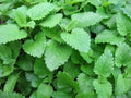 Lemon Balm Seeds, Non-GMO, Melissa Officinalis, Sweet Balm, Various Sizes, Herbal Garden Planting