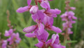 100 Seeds Showy Tick Trefoil Perennial Pink - GroCo USA - Perfect for Pollinators - Astragalus canadensis
