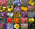 Wildflower Mix Seeds - 1 Oz Bulk - Early Bird Variety - Perfect for Gardens and Pollinators