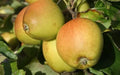 Golden Russet Apple Seeds - 25+ Organic Seeds for Garden Planting - Malus domestica - USA