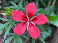 Texas Star Hibiscus Seeds 50 Count Red Flowering - Hibiscus coccineus for Planting