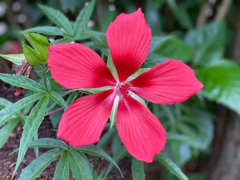 Texas Star Hibiscus Seeds 50 Count Red Flowering - Hibiscus coccineus for Planting