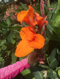 Orange Canna Lily Bulbs (3 Count) - Tropical Plant with Large Flowers and Foliage - Canna indica