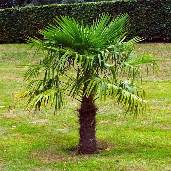 Windmill Fan Palm Seeds - 10 Pack Trachycarpus fortunei - Most Cold Hardy Palm Variety