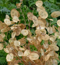 Money Plant Seeds 100+ Lunaria Biennis Silver Pennies Wildflower Garden
