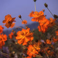 Cosmos Flower Seeds - Crest Orange Variety - Sulphur Cosmos - Cosmos sulphureus 'Crest Orange'