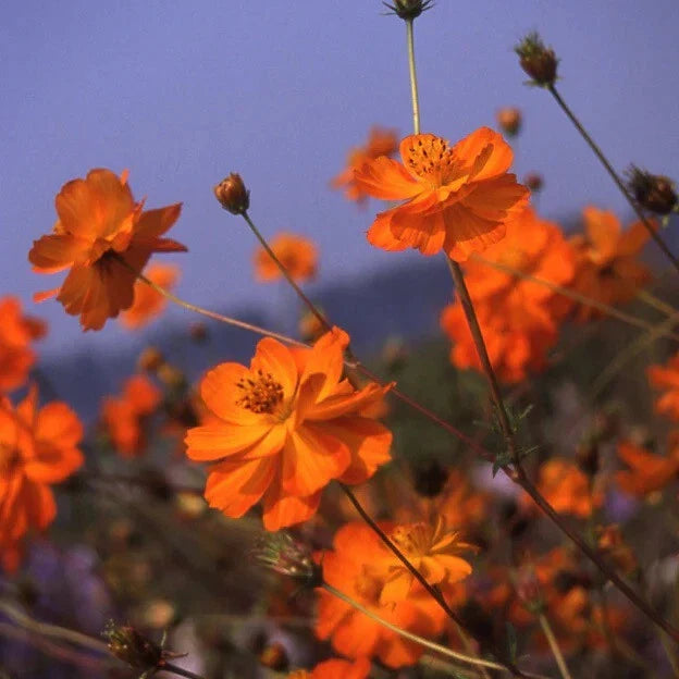 Cosmos Flower Seeds - Crest Orange Variety - Sulphur Cosmos - Cosmos sulphureus 'Crest Orange'