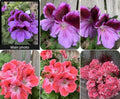 Rare Geranium Plants - 8 to 10 Inch Tall - 3” Pot - Pelargonium spp. - Unique Varieties for Collectors