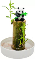 Lucky Bamboo Desk Planter with Panda - Thick Trunk Brazil Willow - Indoor Plant for Office Decor (Dracaena sanderiana)