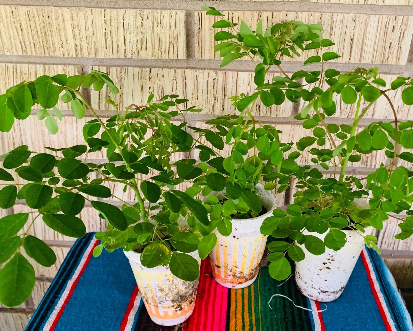 Moringa Oleifera Plant - 2 Potted Plants with Edible Leaves - Mature Variety, 12"+ Height, Organic Superfood Tree