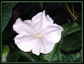 Moonflower Seeds - 18 Pack - Fragrant Night Bloom Vine - Ipomoea alba - Free Shipping on Orders of 15