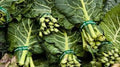 Premium Heirloom Collard Greens Seeds - Fresh Organic Georgia Southern Variety - Non-GMO, High Yield