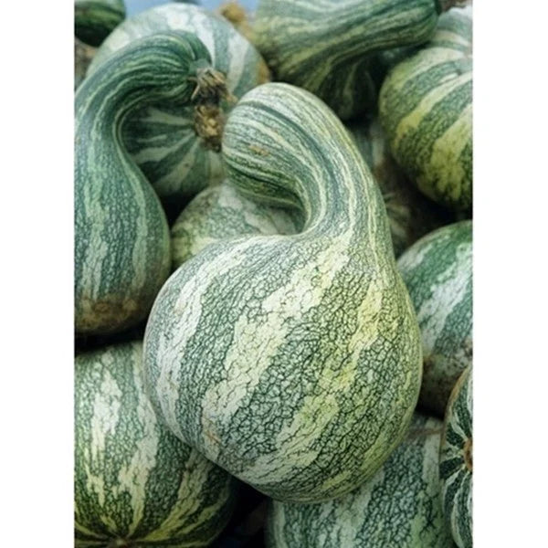 Cushaw Mixture Seeds | Fresh Squash/Pumpkin Seeds | Heirloom Variety | Cucurbita mixta