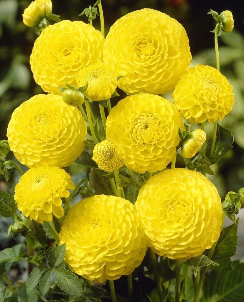 Dahlia Ball Tubers 3 Large Golden Torch (Dahlia pinnata) for Planting
